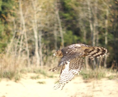Cooper's Hawk