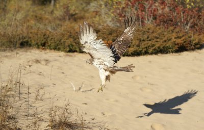 Red-tailed Hawk