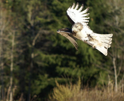Red-tailed Hawk