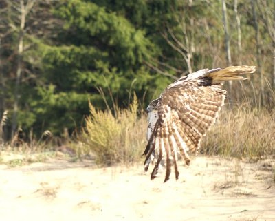 Red-tailed Hawk