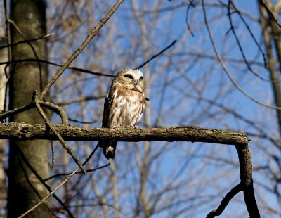 Saw-whet Owl