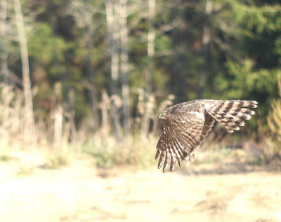 Sharp-shinned Hawk