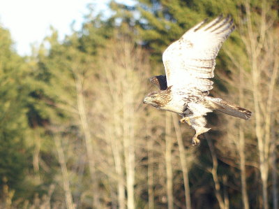 Red-tailed Hawk
