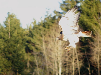 Red-tailed Hawk