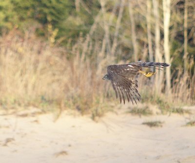 Sharp-shinned Hawk