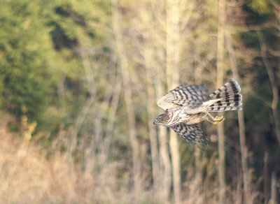 Sharp-shinned Hawk
