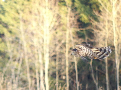 Sharp-shinned Hawk