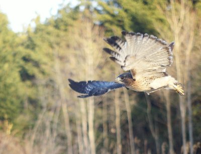 Red-tailed Hawk