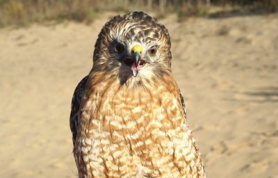 Red-shouldered Hawk
