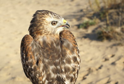 Red-shouldered Hawk