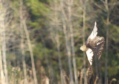 Sharp-shinned Hawk