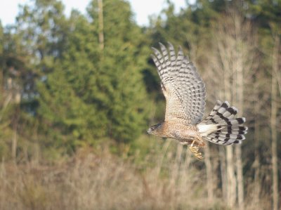 Cooper's Hawk
