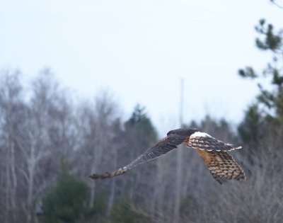 Hawks, Owls &c 2009