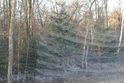 MIST NET WITH HOARFROST
