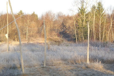 Dhogazzas with hoarfrost