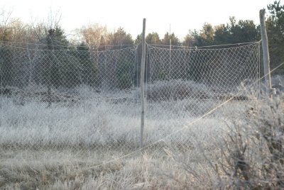 Dhogazzas with hoarfrost
