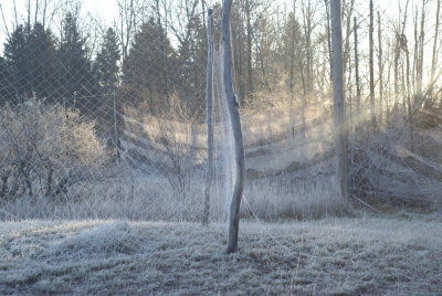 Dhogazzas & mist nets with hoarfrost