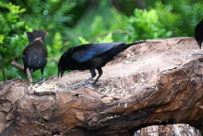 Bronzed Cowbird