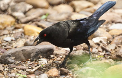 Bronzed Cowbird