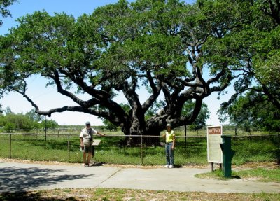 Largest live oak