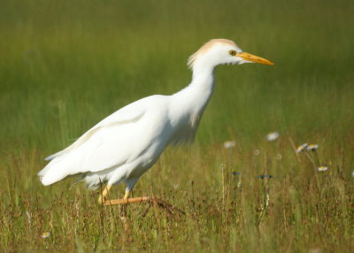 Cattle Egret