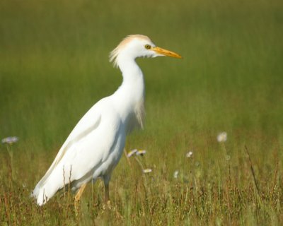 Cattle Egret