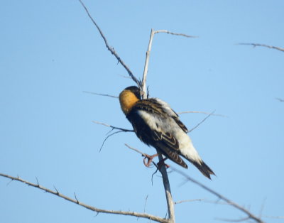 Bobolink