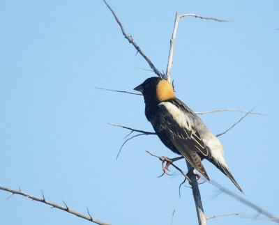 Bobolink