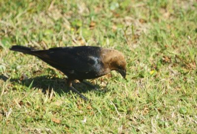 Brown-headed Cowbird