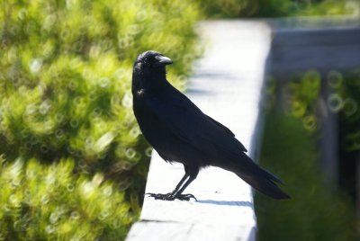 Fish Crow