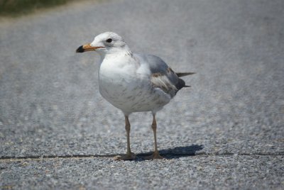 Ring-billed Gull