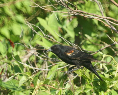 Red-winged BlackBird