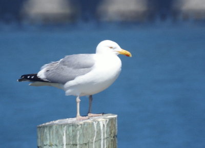 Herring Gull