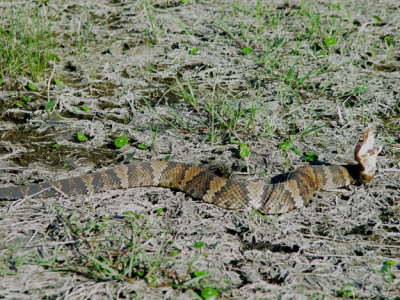 Cottonmouth