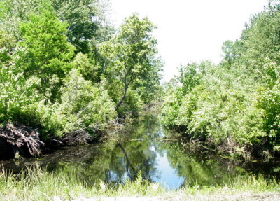 Alligator river NWR