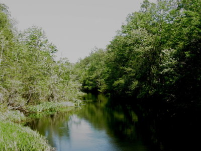 Alligator river NWR