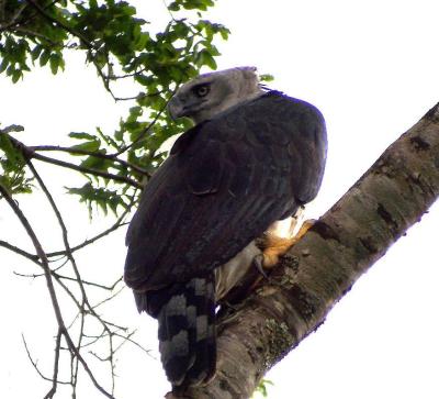 Birds &c in Brazil