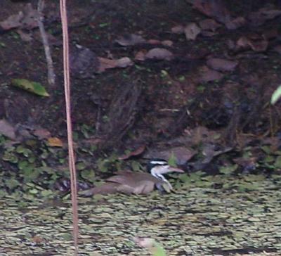 g3/92/16792/3/54368233.DSC00096.jpg