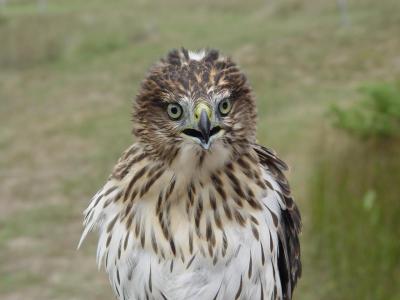 Cooper's Hawk Juvenile male