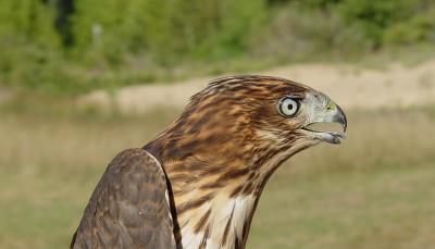 Cooper's Hawk Juvenile male
