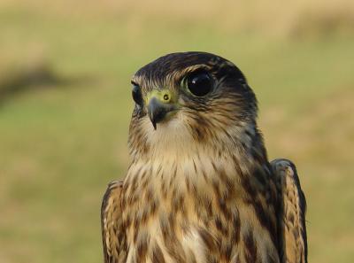 Merlin juvenile male