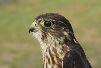 Merlin juvenile male
