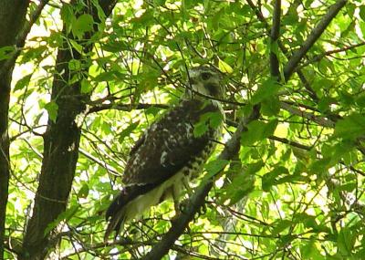 Red-tailed Hawk juvenile