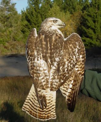 Red-tailed Hawk juvenile