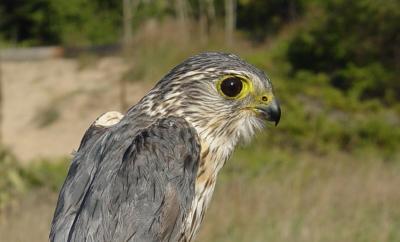Merlin adult male