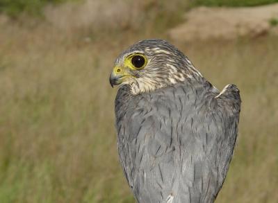 Merlin adult male