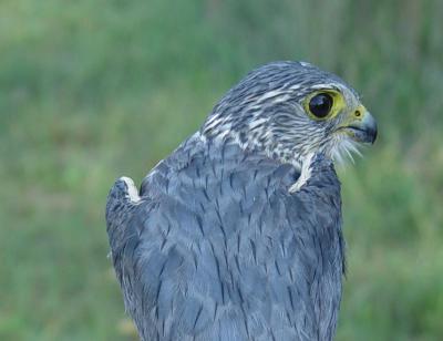 Merlin adult male