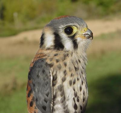 Kestrel juvenile male
