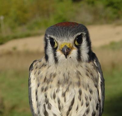 Kestrel juvenile male