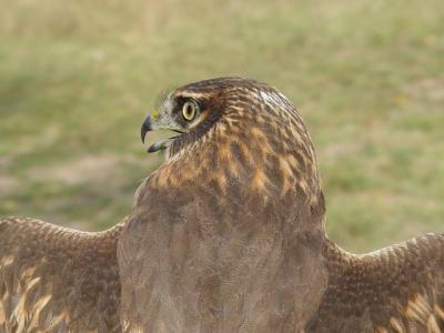 Northern Harrier